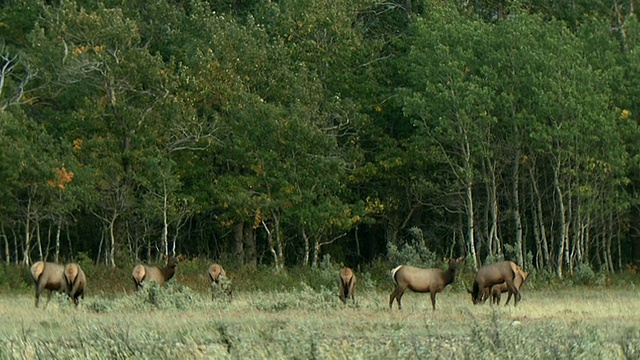 一群麋鹿(加拿大鹿)在田野里放牧，沃特顿湖国家公园，阿尔伯塔，加拿大视频素材