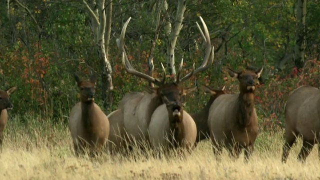 在发情季节，加拿大阿尔伯塔省沃特顿湖国家公园，公麋鹿(加拿大鹿)在田野里围捕雌麋鹿视频素材