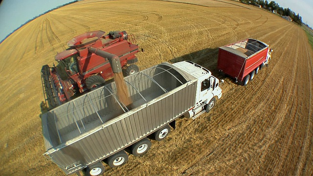 WS HA鱼眼成熟的小麦从联合收割机倒到谷物卡车，东格兰福克斯，美国明尼苏达州视频素材