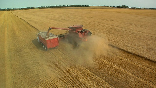 WS HA成熟的小麦正从联合收割机倒到谷物卡车，东格兰福克斯，美国明尼苏达州视频素材
