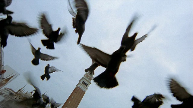低角度广角拍摄鸽子起飞在圣马可广场/钟楼背景/威尼斯，意大利视频下载
