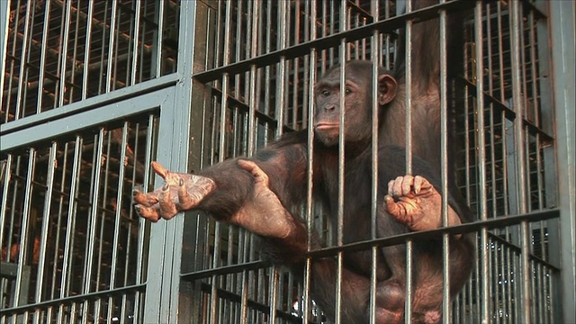 乌干达恩甘巴岛，动物园/恩甘巴黑猩猩保护区，MS ZO Man在笼子里给黑猩猩喂食视频下载
