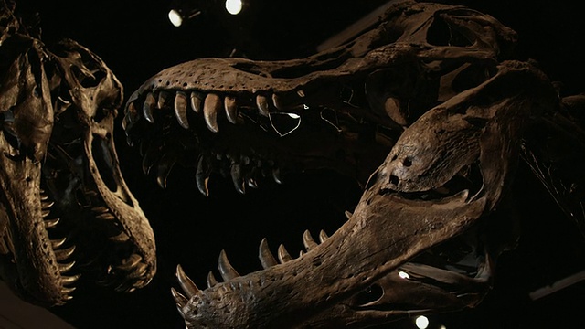 铜潘恐龙骨架在自然历史博物馆，Lehi，犹他州，美国视频下载