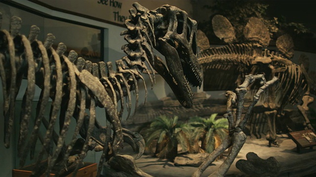 美国犹他州Lehi自然历史博物馆的恐龙骨架视频下载