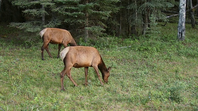 两只雌麋鹿(加拿大鹿)在加拿大艾伯塔省Jasper国家公园的草地上吃草视频下载