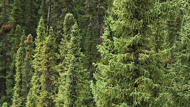生长在加拿大落基山脉的低空中针叶树，贾斯珀国家公园，阿尔伯塔，加拿大视频素材