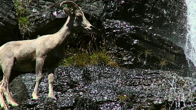 美国蒙大拿州冰川国家公园，大角羊(加拿大绵羊)走下岩石山，站在瀑布旁边视频下载