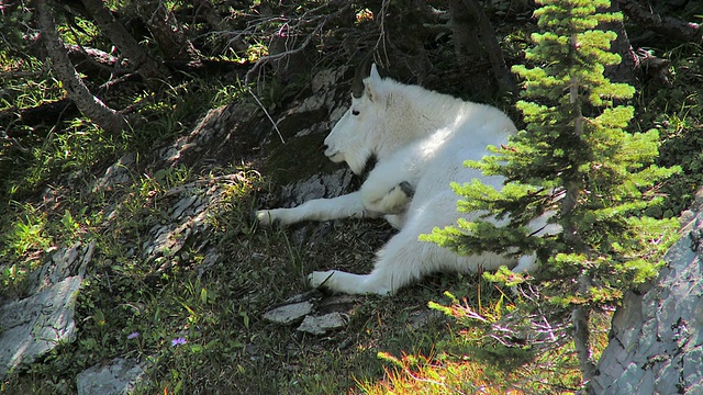 美国蒙大拿州冰川国家公园，山腰上的树下躺着美洲山羊视频下载