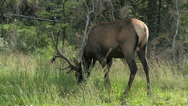 雄性麋鹿(加拿大鹿)在草地放牧，贾斯珀国家公园，阿尔伯塔，加拿大视频下载