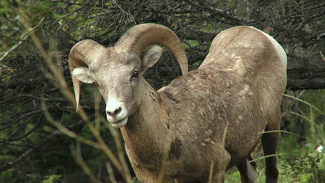 大角羊(加拿大绵羊)，贾斯珀国家公园，阿尔伯塔，加拿大视频素材