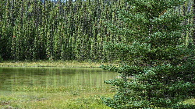 加拿大亚伯达省班夫国家公园，被常青树环绕的潘湖视频素材