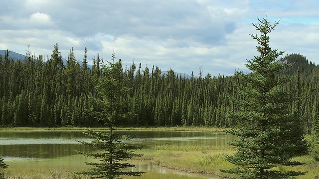 加拿大亚伯达省班夫国家公园，被常绿树木环绕的湖视频素材