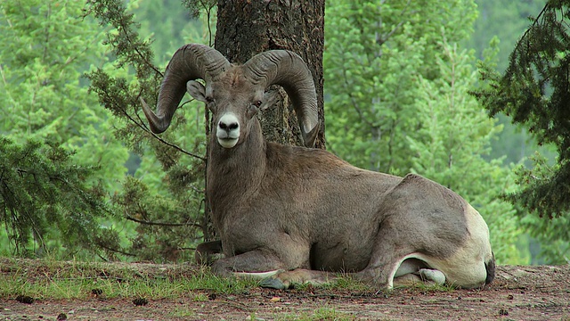 大角羊躺在树下，贾斯珀国家公园，加拿大阿尔伯塔省视频下载