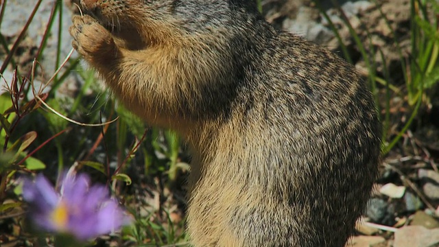 吃坚果的哥伦比亚地松鼠，沃特顿湖国家公园，加拿大阿尔伯塔省视频下载