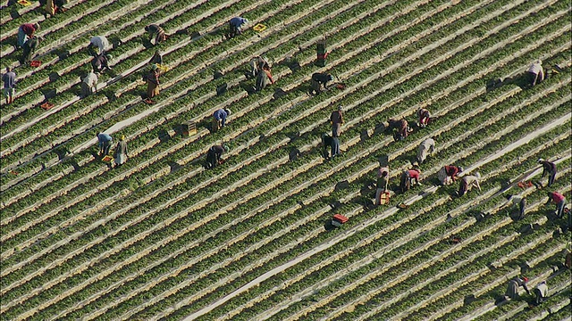 南非西开普斯特伦博斯，空中草莓农场工人采摘和照料草莓视频素材