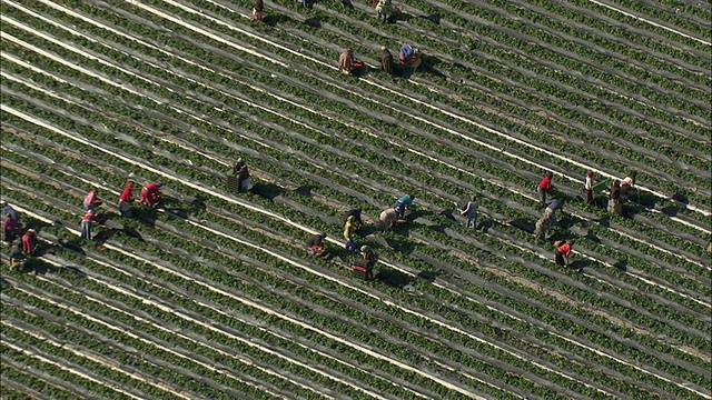 AERIAL ZO Berry农场工人采摘和照料草莓，紫色的被罩温室背景，Stellenbosch，西开普，南非视频素材
