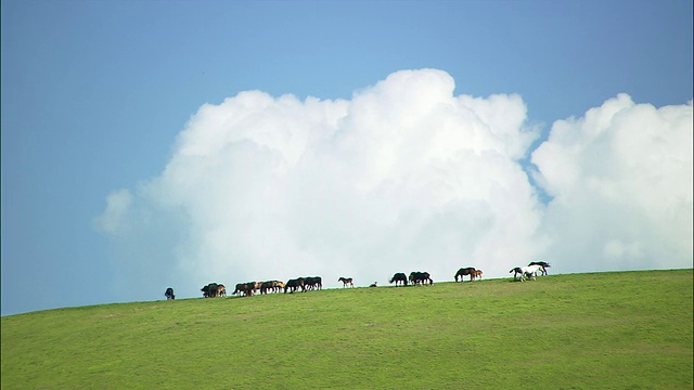 在云雾缭绕的蓝天下，马在山顶吃草/翁布里亚视频下载