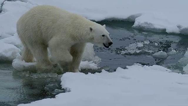 北極熊在冰上視頻素材