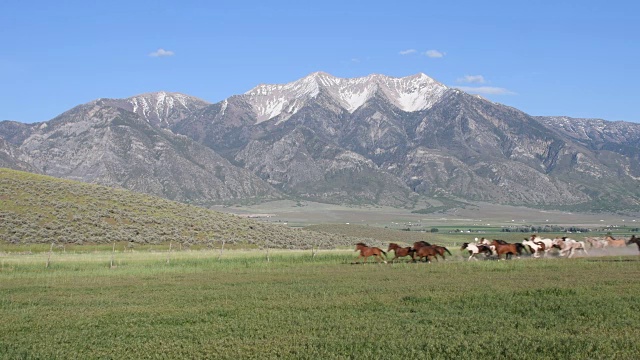 牛仔放牧马与狗对犹他州山的背景视频下载