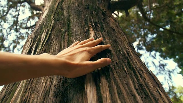手在森林里触摸树干视频下载