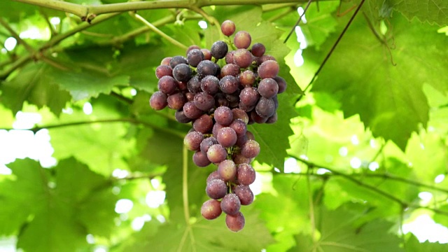 一串串的红葡萄挂在葡萄园里视频素材
