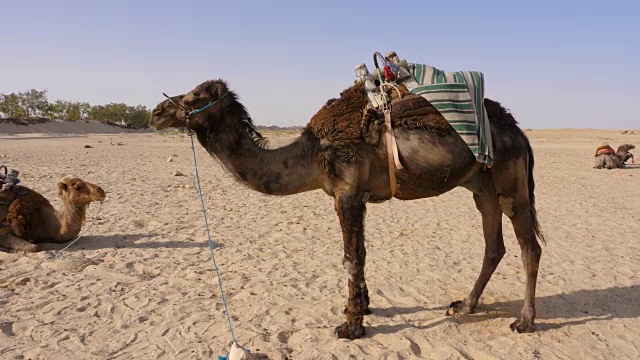骆驼站在沙漠里。接近单峰驼的甜点背景视频素材