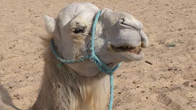 近距离观察炙热沙漠中白色骆驼的头部。撒哈拉沙漠骆驼的口鼻。牙齿的特写镜头视频素材