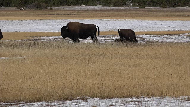 黄石野牛在金色的草地上视频素材