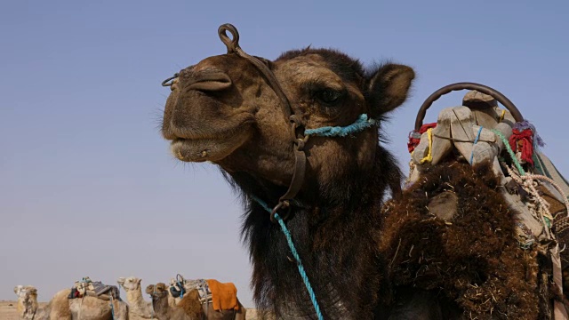 野生沙漠中棕色骆驼的头。撒哈拉沙漠骆驼的口鼻视频素材