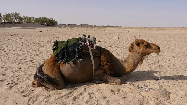 棕色的骆驼躺在炎热的沙漠的沙子上。近距离观察沙漠中的单峰驼视频素材