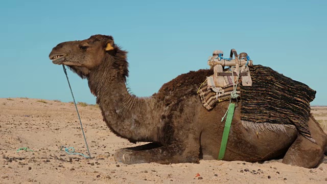 近距离观察沙漠中的贝都因骆驼。有大牙齿的单峰驼视频素材