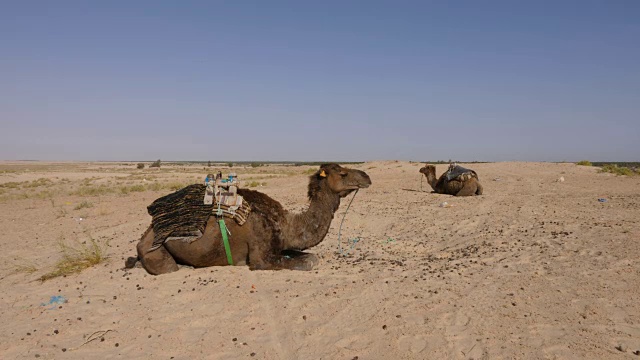 沙漠里躺在沙地上的两只单峰骆驼。撒哈拉的棕色单峰骆驼视频素材