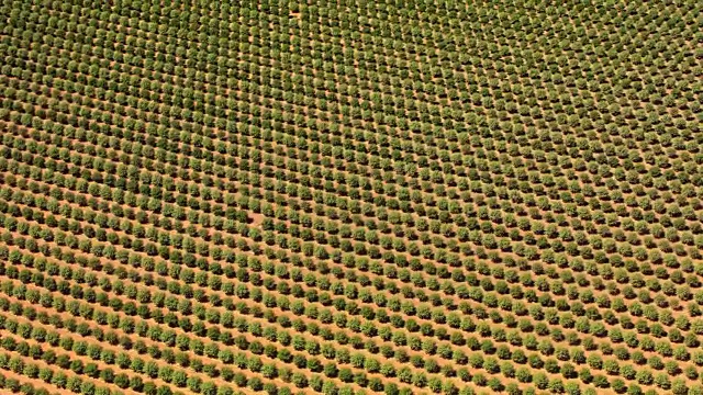 空中的加利福尼亚巨大的果园视频素材