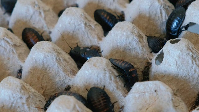 马达加斯加饲养箱中不同大小的蟑螂特写。视频下载
