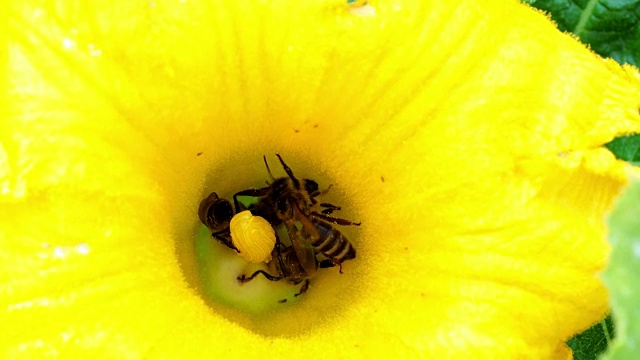 西葫芦花与蜜蜂。授粉的花朵。视频素材