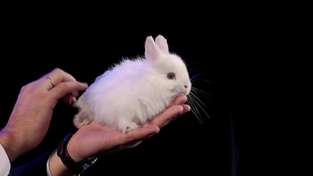 兔子坐在黑暗的舞台上魔术师的手臂上视频下载
