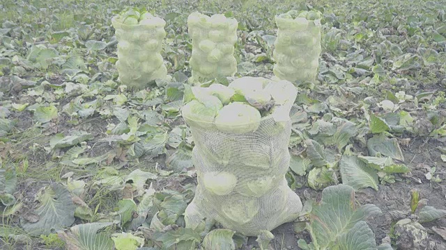 印度，农民们正在装袋装着刚收获的卷心菜视频素材