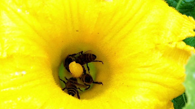 西葫芦花与蜜蜂。授粉的花朵。视频素材