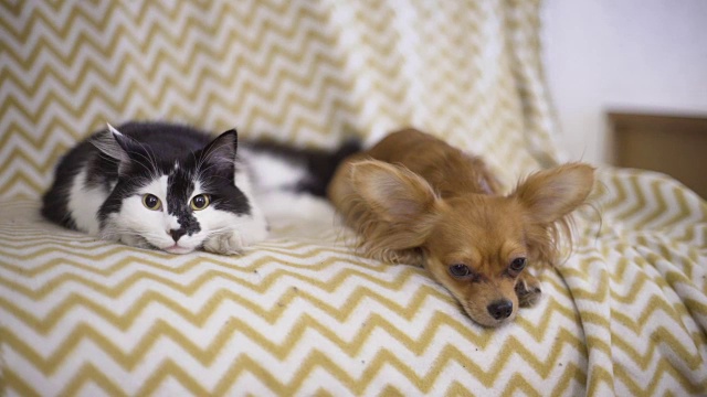 猫和狗。吉娃娃狗和毛茸茸的猫躺在家里的沙发上视频下载
