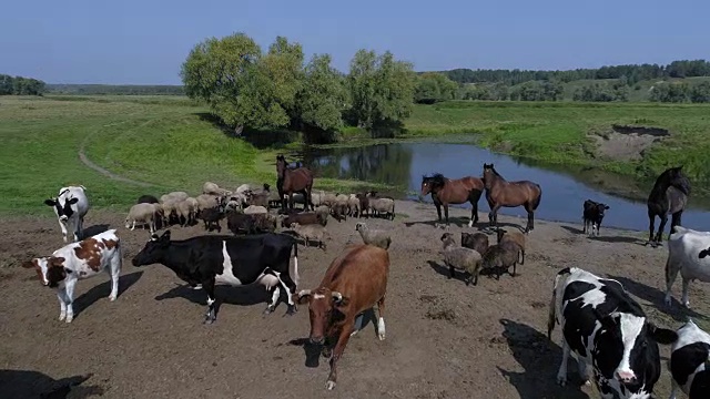 鸟瞰图的牛，马和羊放牧附近的水源视频下载