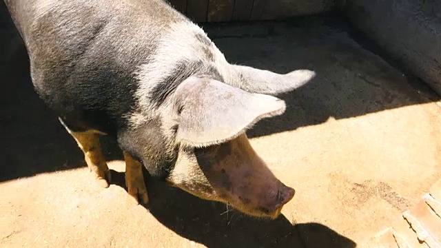 家养的大猪一张嘴，就进了猪圈视频素材