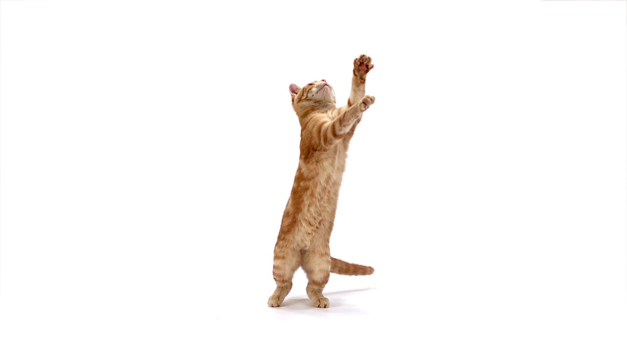 红虎斑家猫，成年白底跳跃，慢动作视频下载
