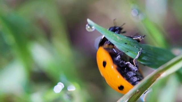 橙色瓢虫爬上草地特写，微距视频素材
