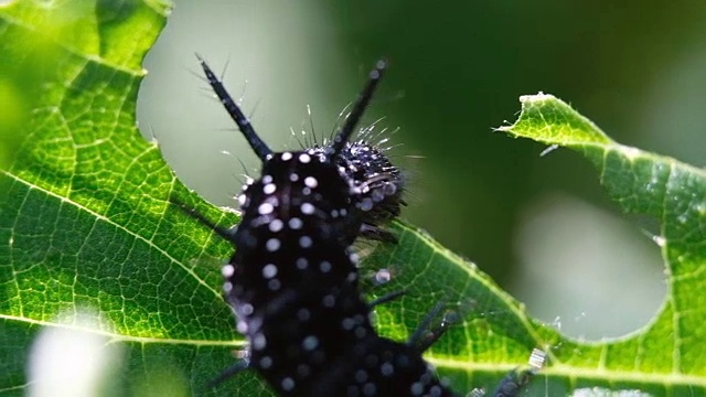 黑毛虫吃绿叶，宏。缓慢的运动。视频素材