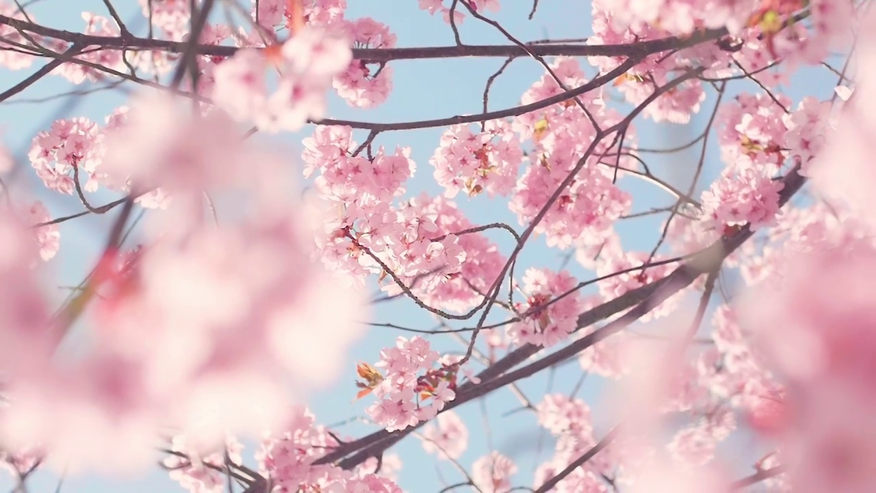 櫻花樹與藍色的天空視頻素材