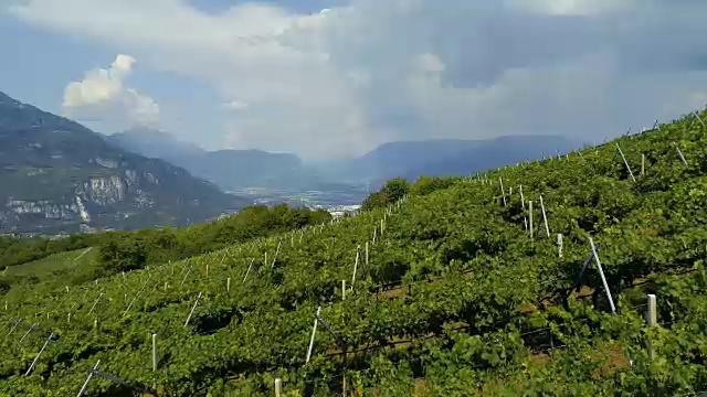 意大利北部葡萄园种植园的无人机视频视频素材