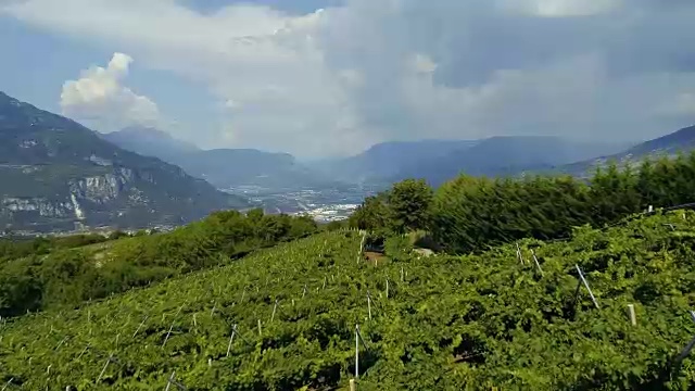 意大利北部葡萄园种植园的无人机视频视频素材