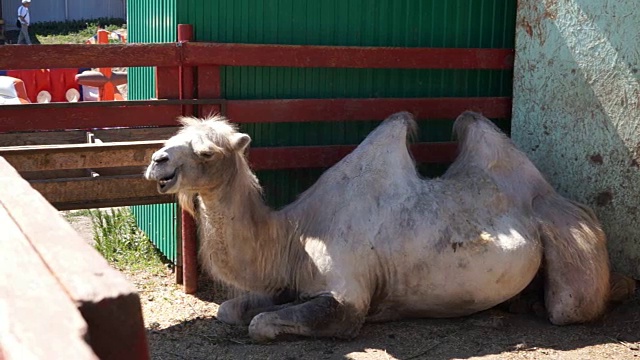 一只躺在围栏里嚼东西的骆驼。视频素材