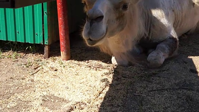 一只躺在围栏里嚼东西的骆驼。视频素材