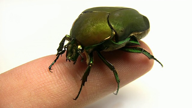 手指上的绿甲虫(高清)视频素材